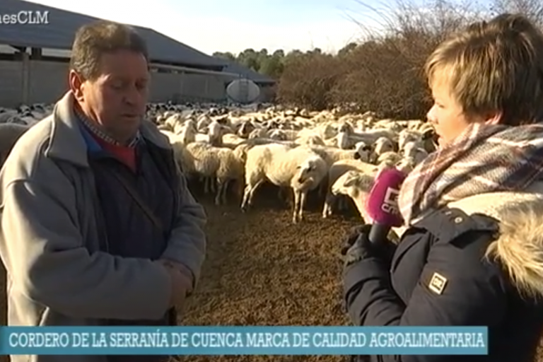 Cordero Serranía de Cuenca en Ancha es Castilla La Mancha