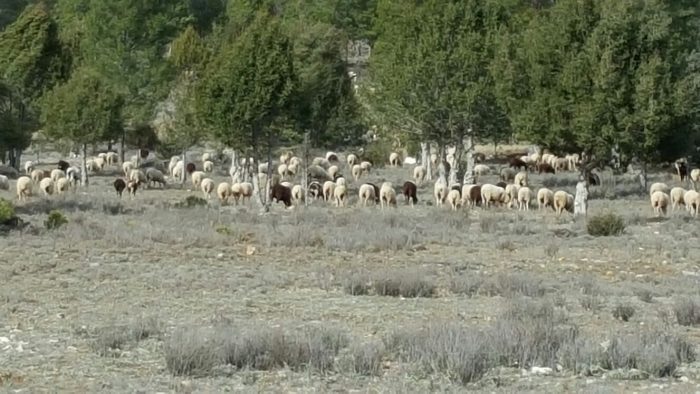 carne de cordero serrania de cuenca