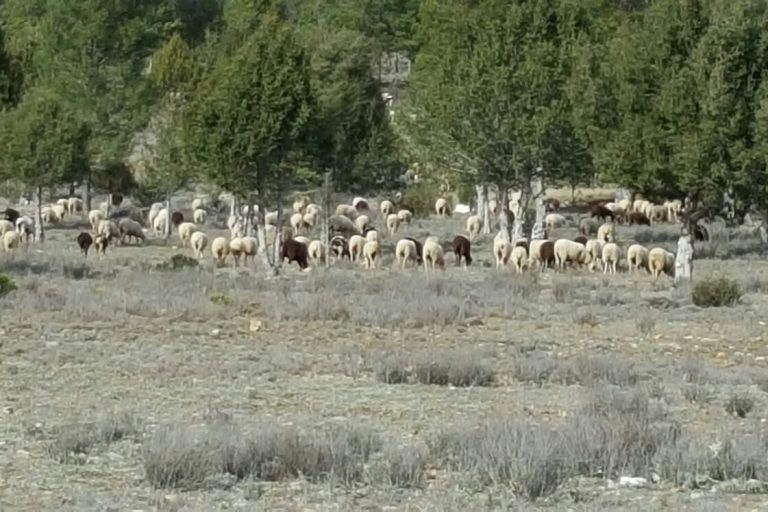 carne de cordero serrania de cuenca