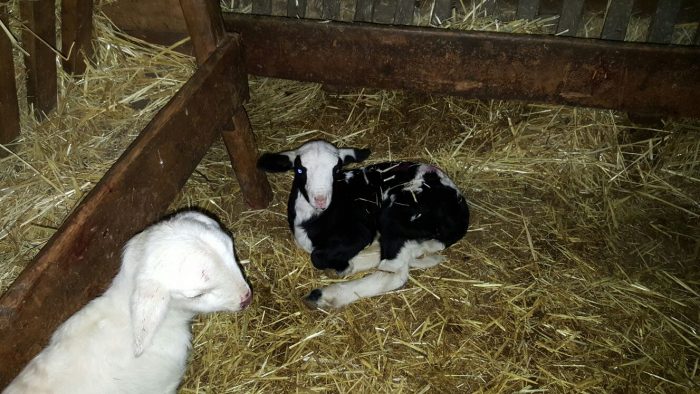 Cordero Serrania de Cuenca