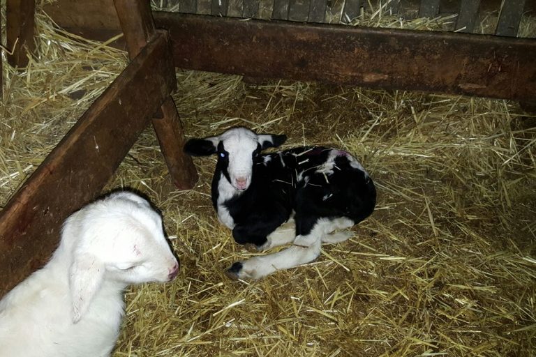 Cordero Serrania de Cuenca