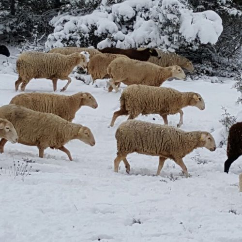 Cordero Serranía de Cuenca