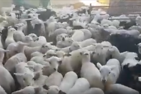 Cordero Serranía de Cuenca