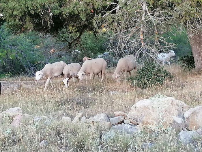 Antepasados del cordero en la sierra conquense