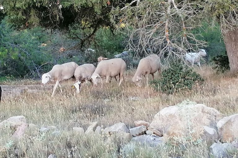 Antepasados del cordero en la sierra conquense