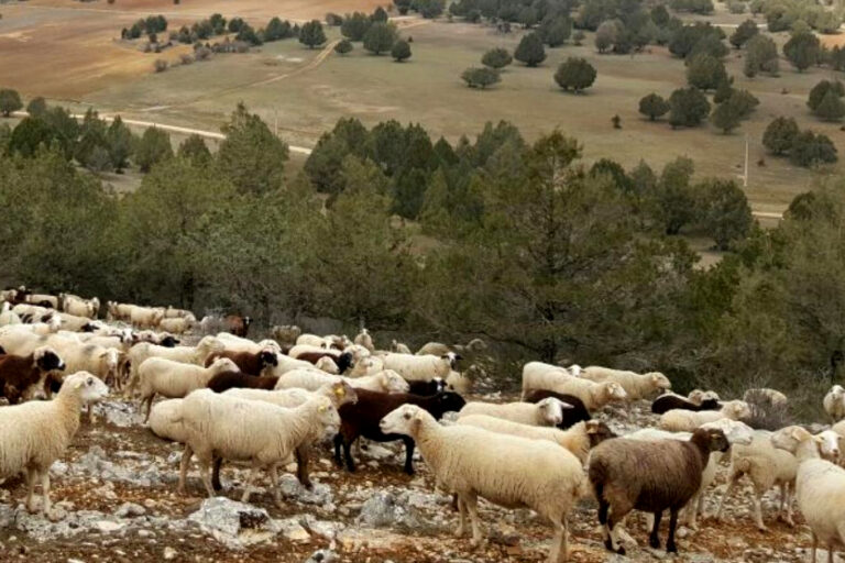 Anuncio de Facebook 1200×628 px (1)