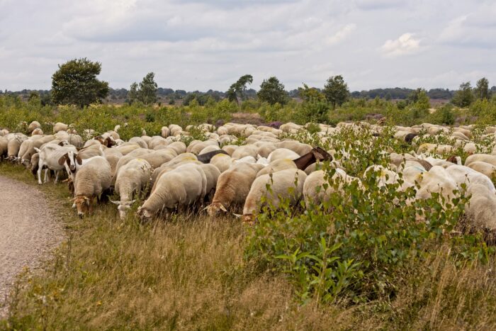 la importancia del cordero en la reconquista de Cuenca