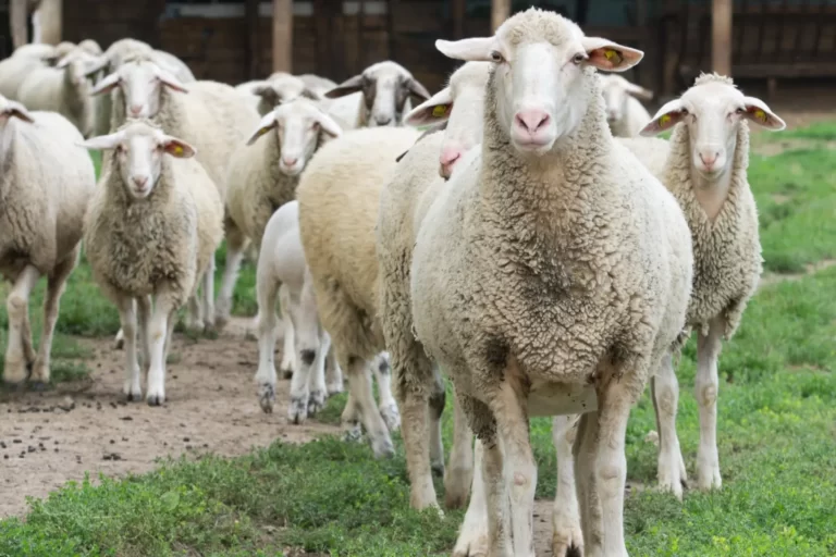 Alimentos de origen local: Cordero Serranía de Cuenca