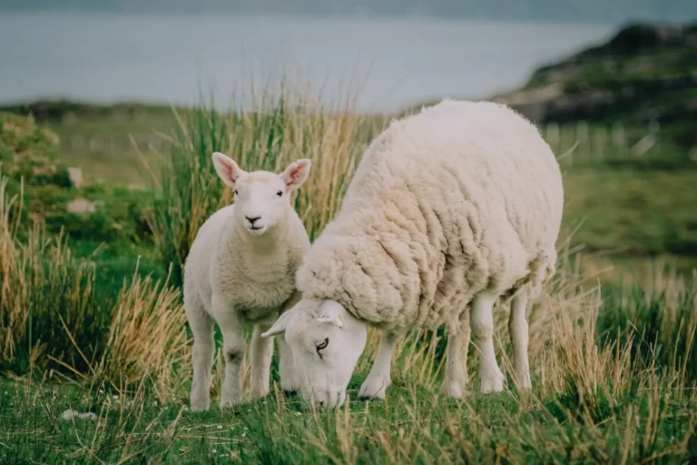 Gastronomía Sostenible