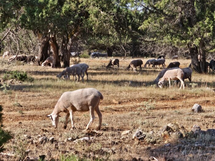 Proceso de cría del cordero