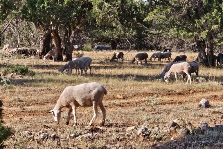 Proceso de cría del cordero