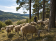 Cordero Serranía de Cuenca: por qué importa conocer el origen del cordero