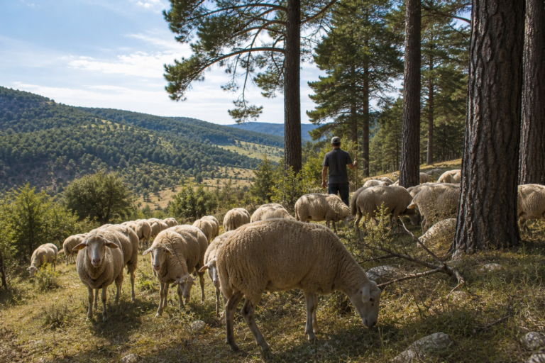 por qué importa conocer el origen del cordero Cordero Serranía de Cuenca: por qué importa conocer el origen del cordero